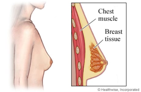 Side view of female breast with detail of chest muscle and breast tissue.